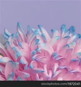 close up pretty pink blue flower. High resolution photo. close up pretty pink blue flower. High quality photo