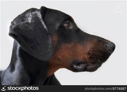 Close up Profile of Doberman puppy dog isolated on white background