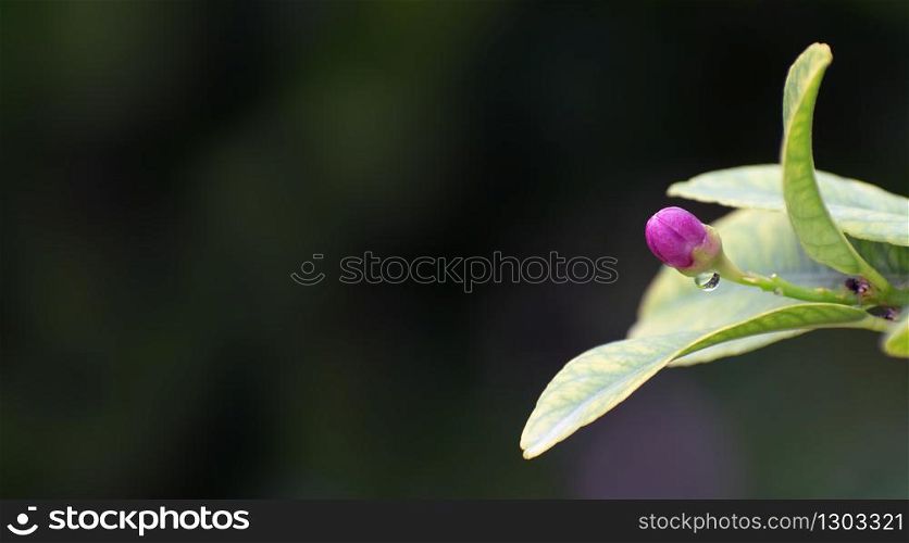 Close up purple and white lemon flowers. The blossoming of a flower bud of a lemon tree in Murcia, Spain, 2019. Close up purple and white lemon flowers. The blossoming of a flower bud of a lemon tree.