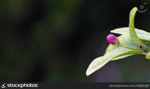 Close up purple and white lemon flowers. The blossoming of a flower bud of a lemon tree in Murcia, Spain, 2019. Close up purple and white lemon flowers. The blossoming of a flower bud of a lemon tree.