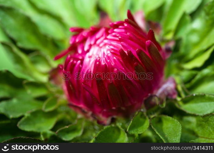 Close-up purple aster bud. DOF