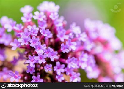 Close-up Purple flower and water drop, beautiful nature of Verbena Bonariensis or Purpletop Vervain flowers. Close-up Verbena Bonariensis flower