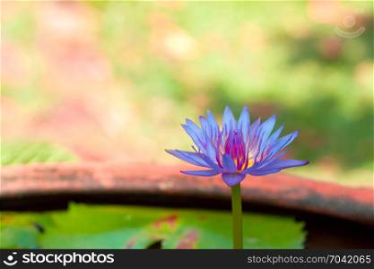 close up purple lotus