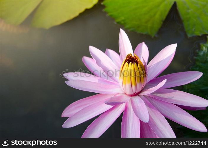 Close up Purple Lotus. Violet water lily and green lotus leaf.