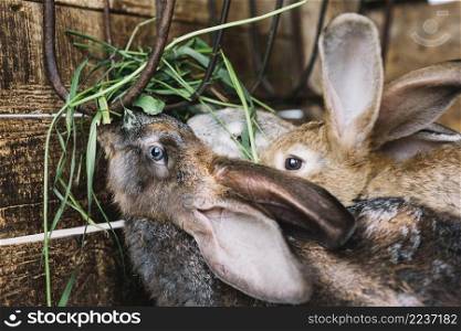close up rabbit eating grass
