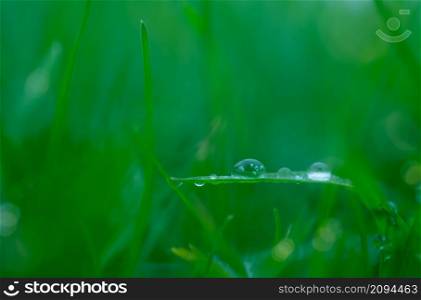 Close up rain drop on green leaf with sun shining in the morning. Drops of dew with transparent water on wild grass, Beautiful Fresh natural background for eco friendly concept