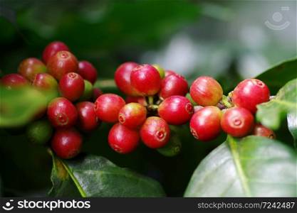 Close-up raw coffee beans or berries (cherries) grow in clusters along the coffee tree branch in organic plantation.