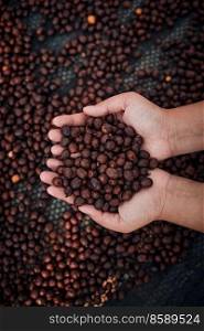 Close up red berries coffee beans on agriculturist hand.  . Close up red berries coffee beans 