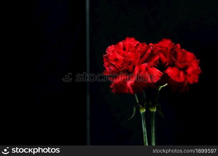 close up red carnation flower reflection glass. Resolution and high quality beautiful photo. close up red carnation flower reflection glass. High quality beautiful photo concept