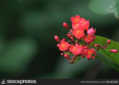 Close-up red Cotton leaved jatropha (Jatropha integerrima) flower with abstract blurred bokeh nature background. Copy space wallpaper.