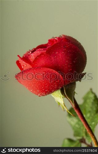 close up red flower with water droplets 2