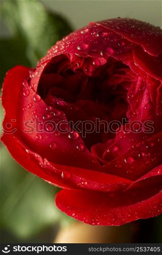 close up red flower with water droplets