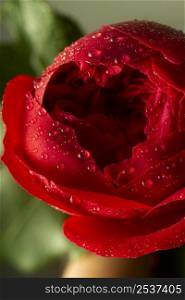 close up red flower with water droplets