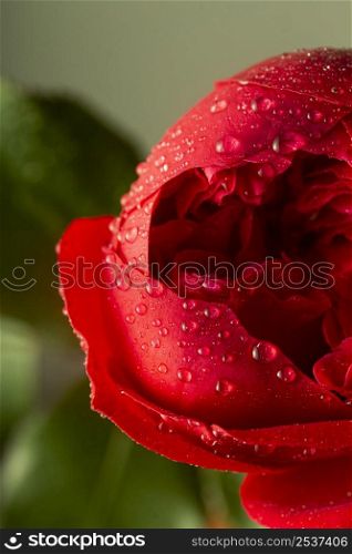 close up red flower with water drops 2