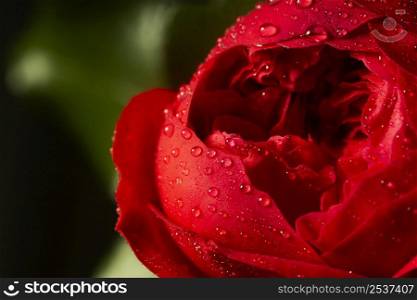 close up red flower with water drops