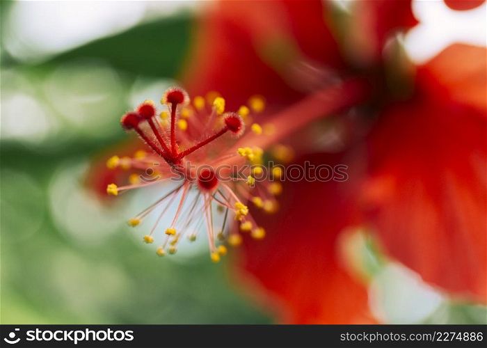 close up red hibiscus flower