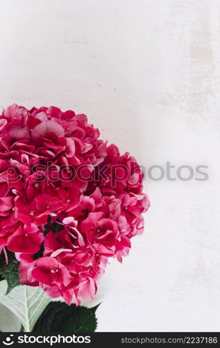 close up red hydrangea flower against grunge background