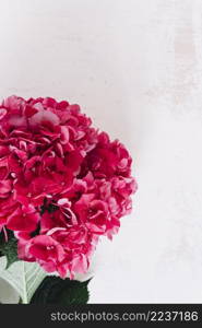 close up red hydrangea flower against grunge background