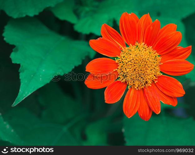 Close-up red Mexican sunflower (Tithonia diversifolia) flower with green leaves in the garden.