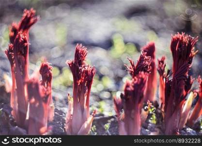 Close up red peony roots concept photo. Hyobanche sanguinea plants growing. Front view photography with blurred background. High quality picture for wallpaper, travel blog, magazine, article. Close up red peony roots concept photo