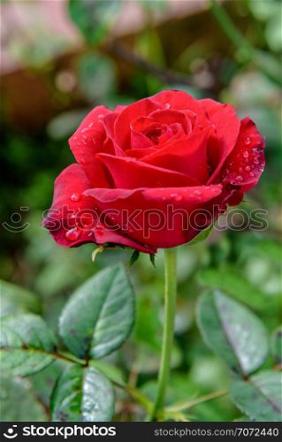 Close-up red rose blooming on the branch in the flower garden for background. Red rose blooming on the branch