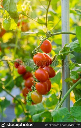 Close up red tomato on garden field