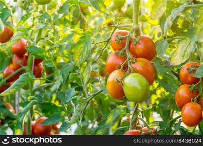 Close up red tomato on garden field