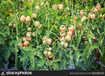 Close up red tomato on garden field