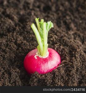 close up red turnip growing soil