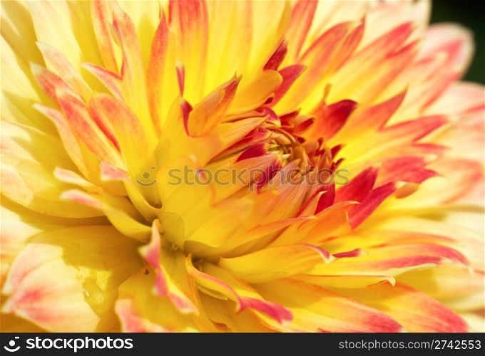 Close-up red-yellow dahlia flower like in garden