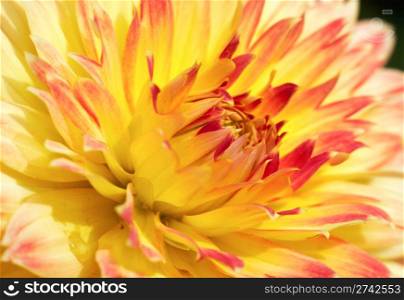 Close-up red-yellow dahlia flower like in garden