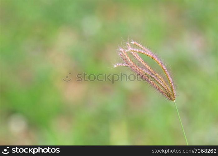 close up reeds of grass with green background