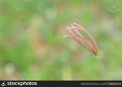 close up reeds of grass with green background