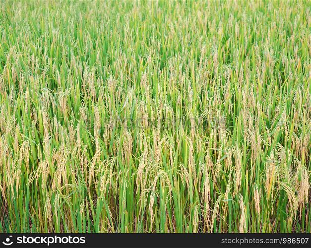 Close-up rice paddy field with yellow sunlight in the morning. Beautiful textures wallpaper.