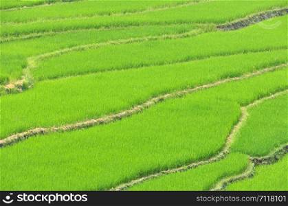 Close up Rice paddy fields background