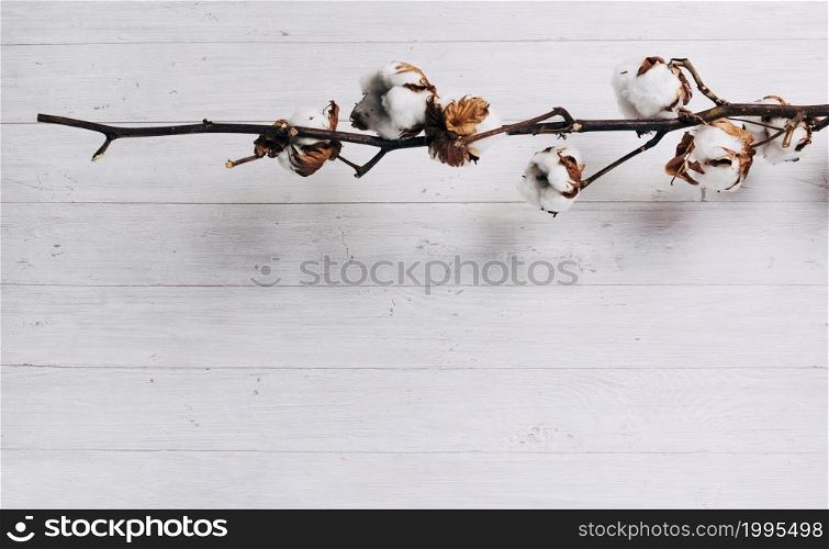 close up ripe cotton seed pods cotton plant against wooden backdrop