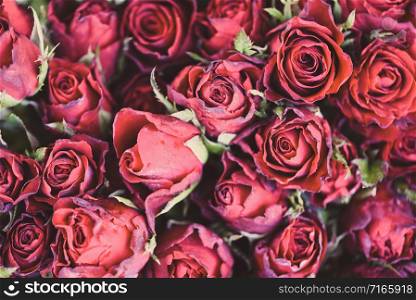Close up rose background flowers romantic love valentine day concept , Multicolored flowers Bloom / Natural fresh red roses flower bouquet