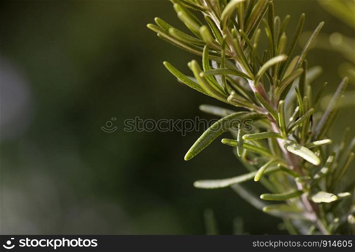 Close up Rosemary Herb grow outdoor. Rosemary leaves Fresh organic on nature background