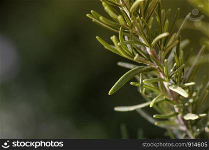 Close up Rosemary Herb grow outdoor. Rosemary leaves Fresh organic on nature background
