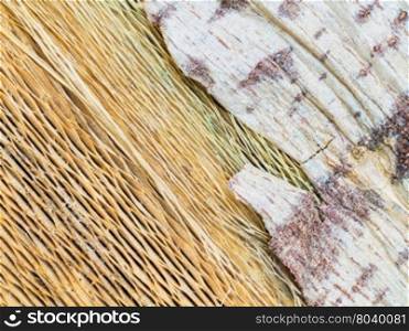 Close up rotten bark of papaya tree for use as texture and background