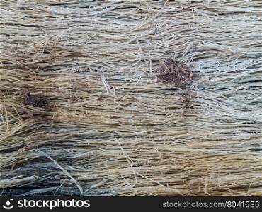 Close up rotten bark of papaya tree for use as texture and background