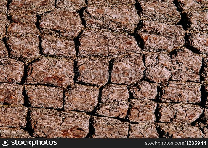 Close up rough texture of Merkus pine or Sumatran (Pinus merkusii Jungh. & de Vriese). wood bark with many cracks background