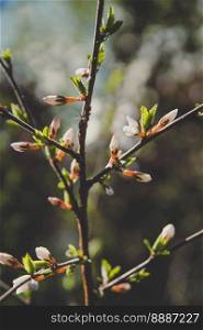 Close up sakura branch with flower buds concept photo. Springtime in park. Front view photography with blurred background. High quality picture for wallpaper, travel blog, magazine, article. Close up sakura branch with flower buds concept photo