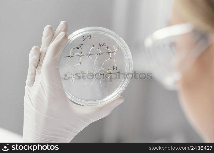 close up scientist holding petri dish