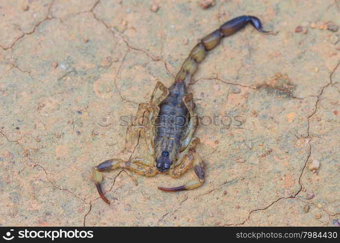 close up Scorpion on ground in tropical forest