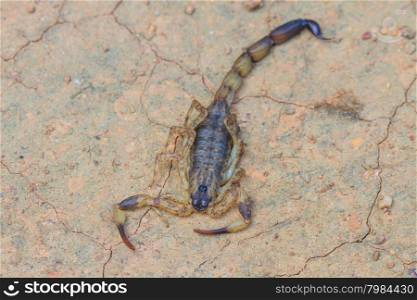 close up Scorpion on ground in tropical forest
