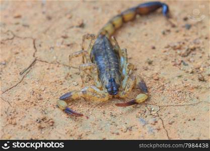 close up Scorpion on ground in tropical forest