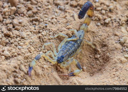 close up Scorpion on ground in tropical forest