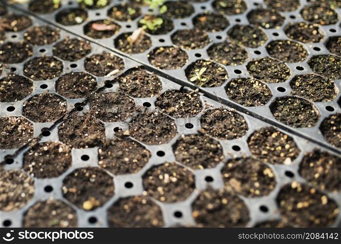 close up seedlings greenhouse