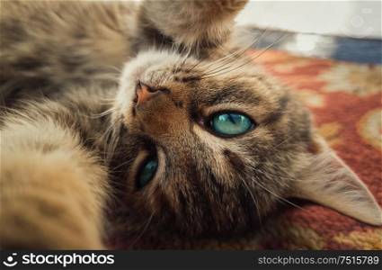 Close up self portrait of funny little kitten, beautiful blue eyes, playing with camera, paws outstretched. Adorable striped cat laying down on carpet making a cute selfie.